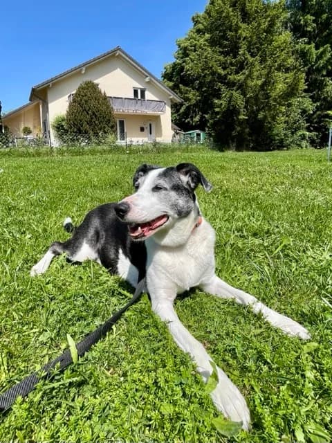 Zara, female Mixed Breed for adoption at Hersfelder Tierschutzverein e.V., Bad Hersfeld