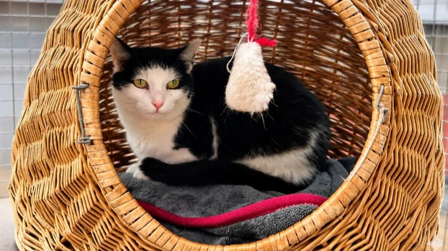 Karla, female Mixed Breed for adoption at Hersfelder Tierschutzverein e.V., Bad Hersfeld