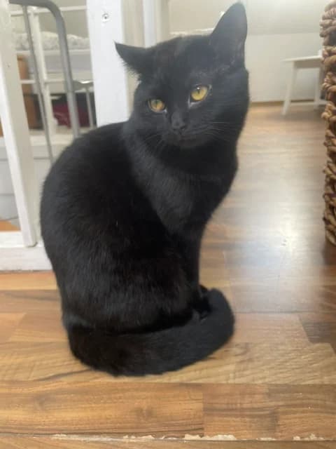 Jiji, male Mixed Breed for adoption at Hersfelder Tierschutzverein e.V., Bad Hersfeld