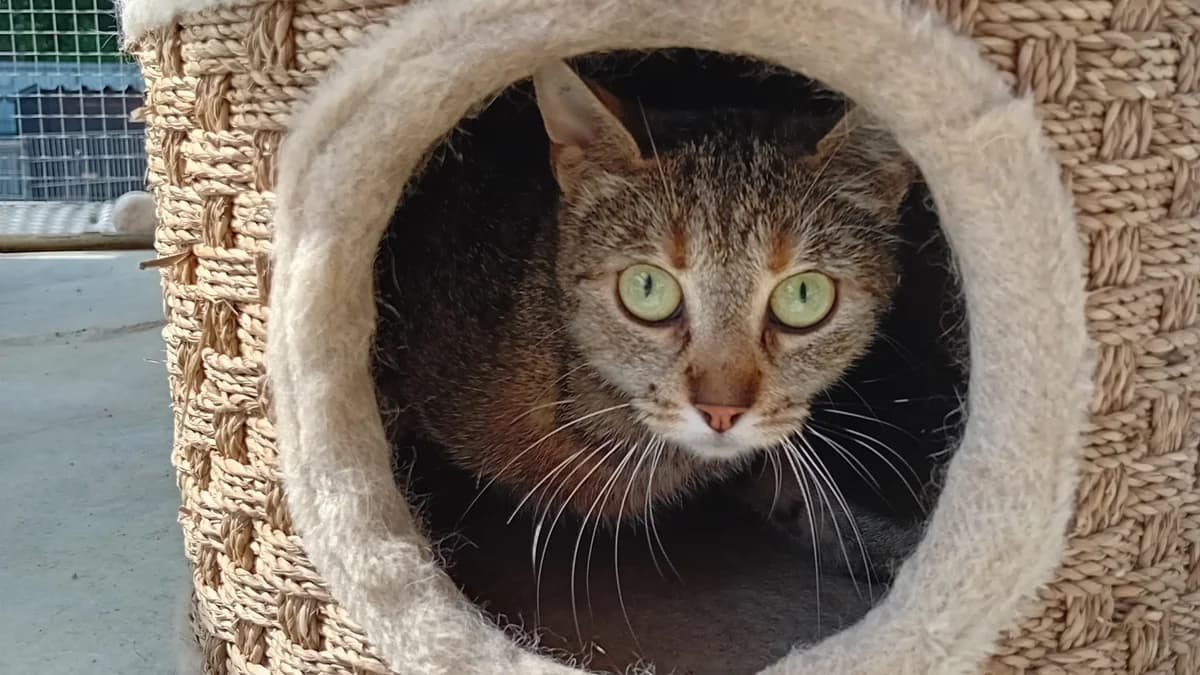 Juli, female Mixed Breed for adoption at Hersfelder Tierschutzverein e.V., Bad Hersfeld