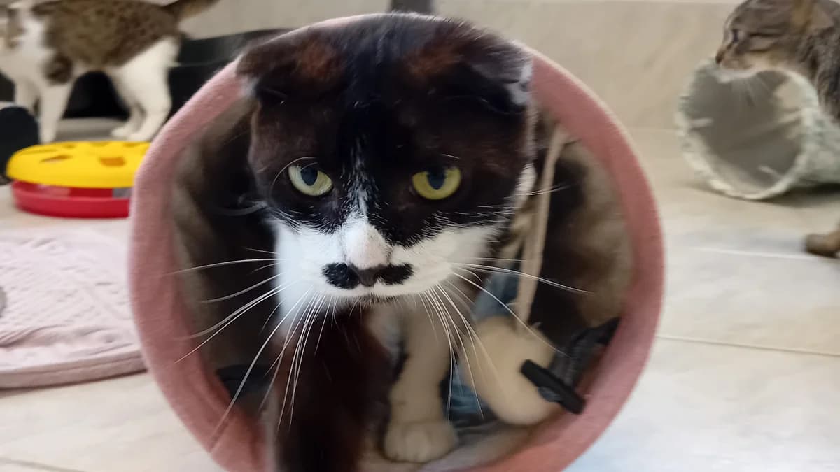 Taco, male Mixed Breed for adoption at Hersfelder Tierschutzverein e.V., Bad Hersfeld