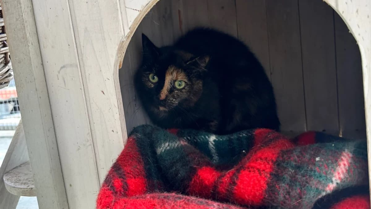 Amber, female Mixed Breed for adoption at Hersfelder Tierschutzverein e.V., Bad Hersfeld
