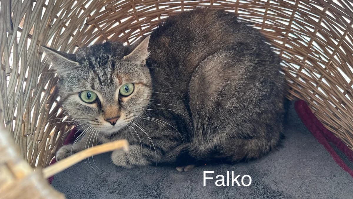 Falko, male Mixed Breed for adoption at Hersfelder Tierschutzverein e.V., Bad Hersfeld