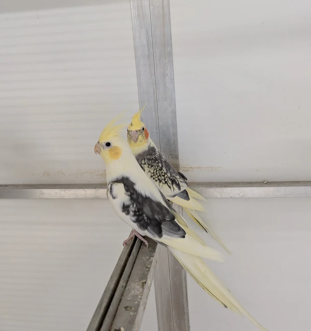 Kiko &, male Mixed Breed for adoption at Hersfelder Tierschutzverein e.V., Bad Hersfeld