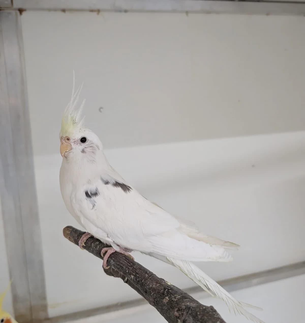 Snowy, male Mixed Breed for adoption at Hersfelder Tierschutzverein e.V., Bad Hersfeld