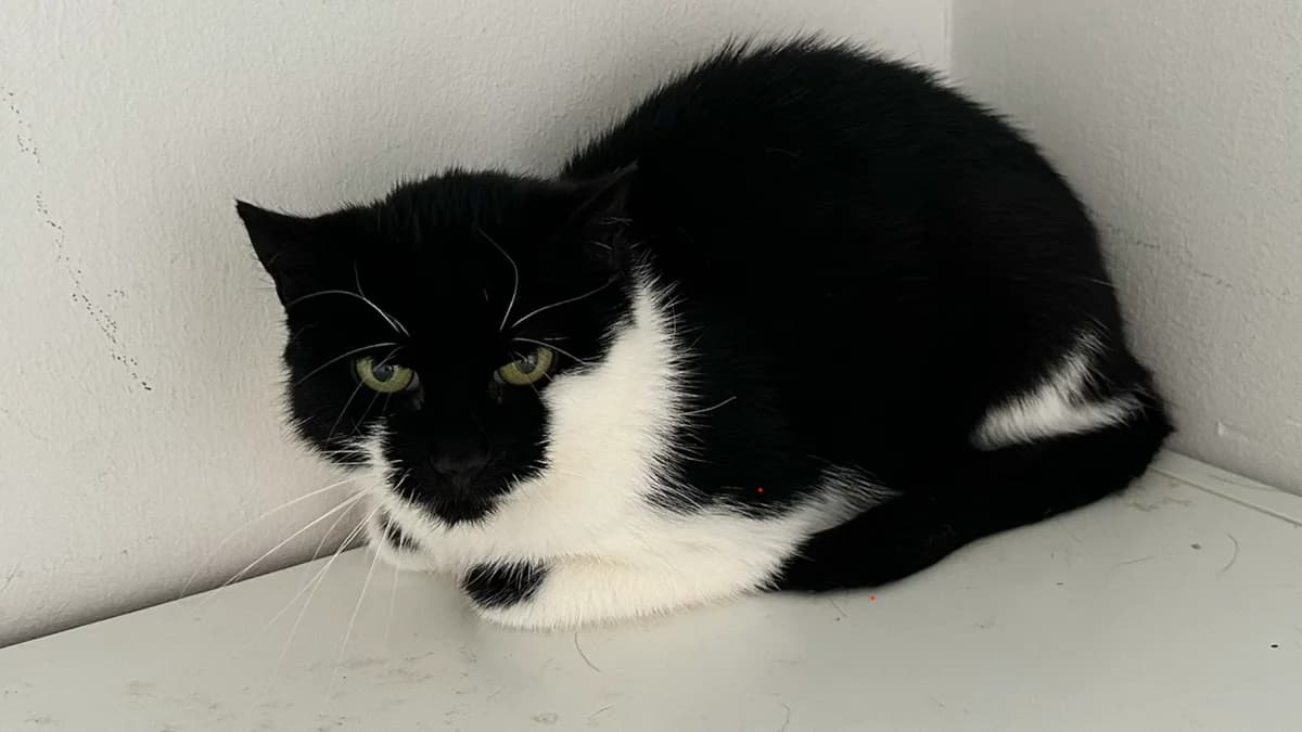 Amobie, schwarz female Mixed Breed for adoption at Hersfelder Tierschutzverein e.V., Bad Hersfeld