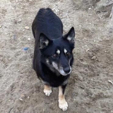 Amalia, female Mixed Breed for adoption at Herz für Ungarnhunde e.V.
