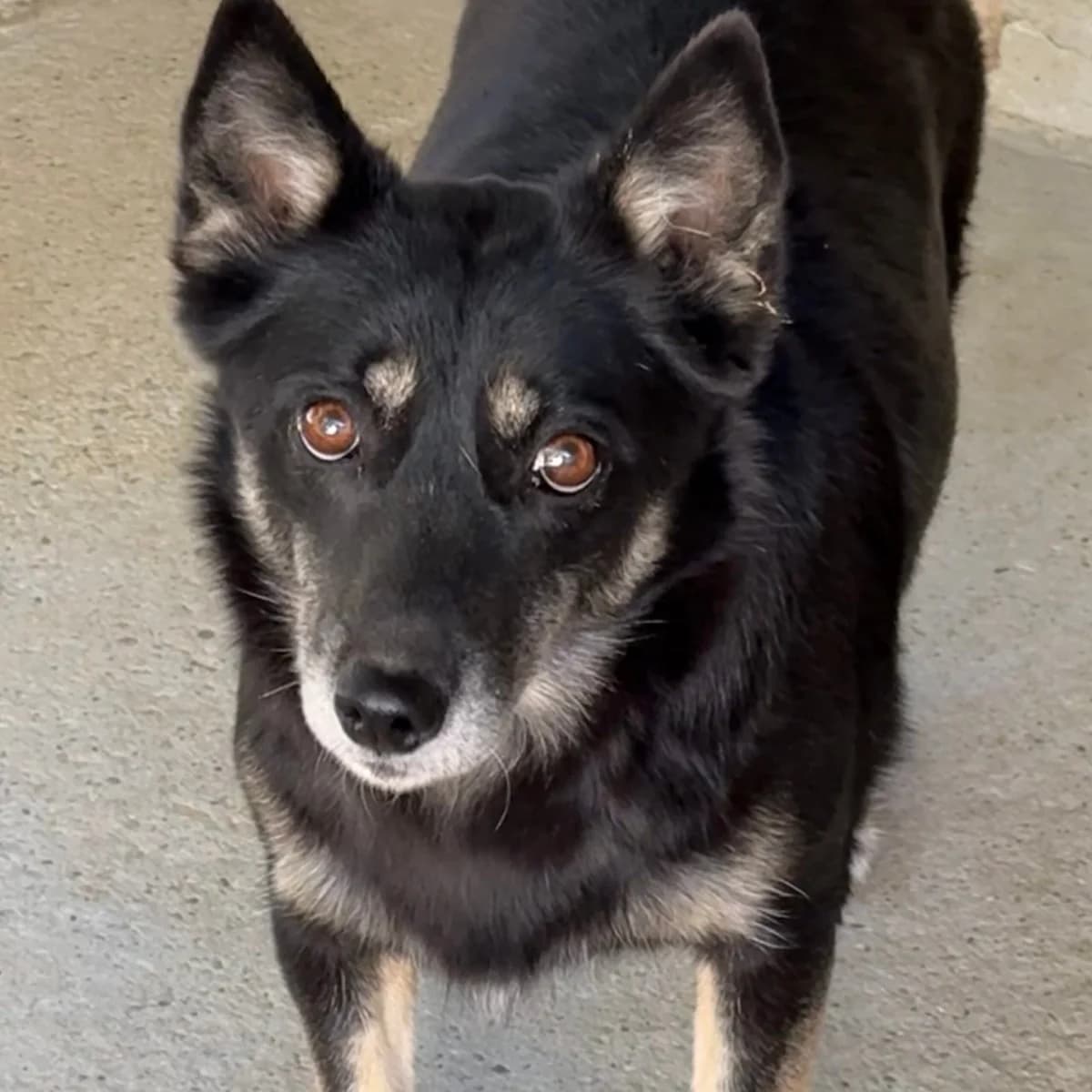 Amalia, female Mixed Breed for adoption at Herz für Ungarnhunde e.V., Nörten-Hardenberg