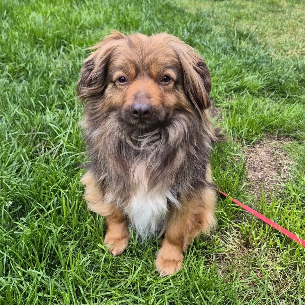 Pepe -Pflegehund-, male Mixed Breed for adoption at Herz für Ungarnhunde e.V.