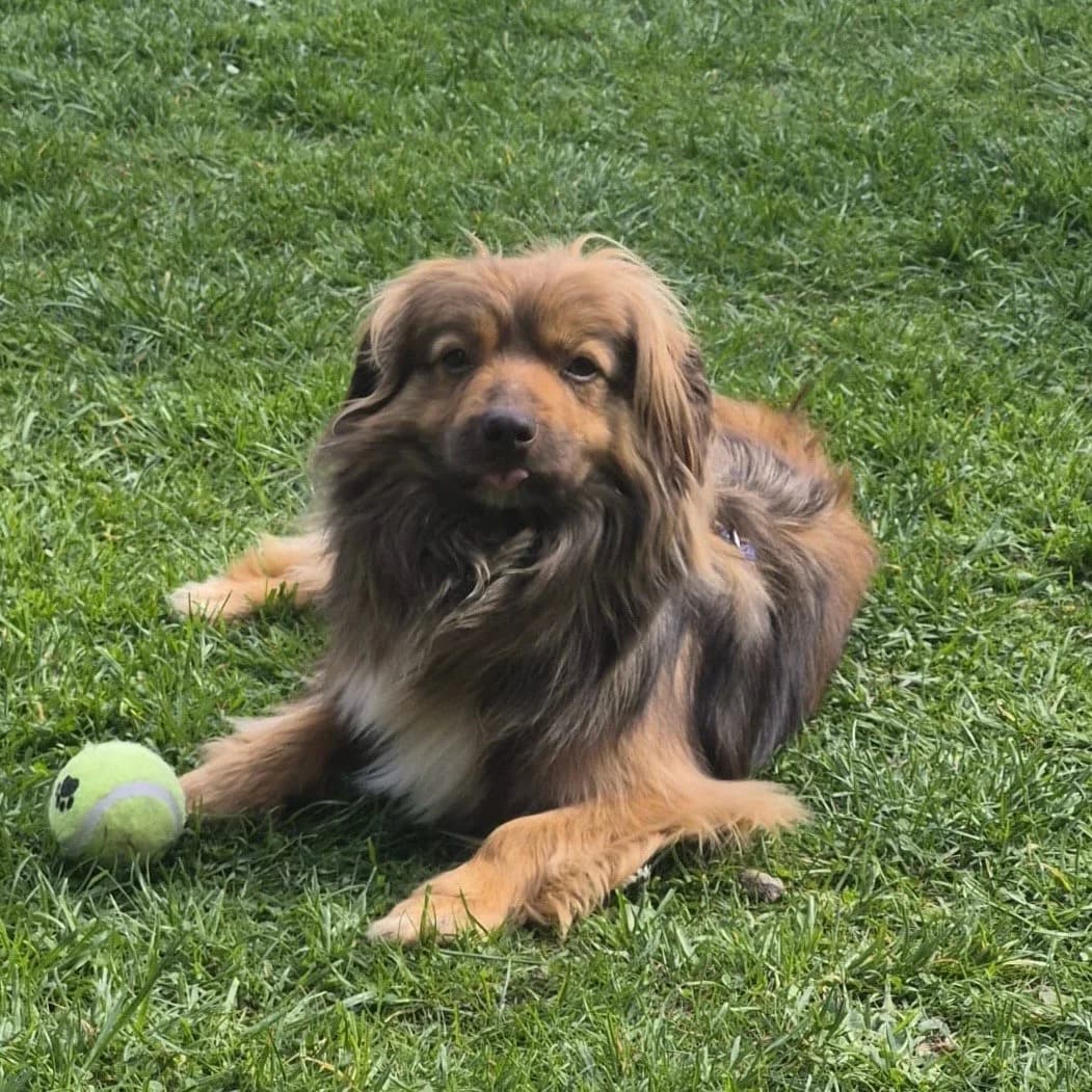 Pepe -Pflegehund, male Mixed Breed for adoption at Herz für Ungarnhunde e.V., Nörten-Hardenberg