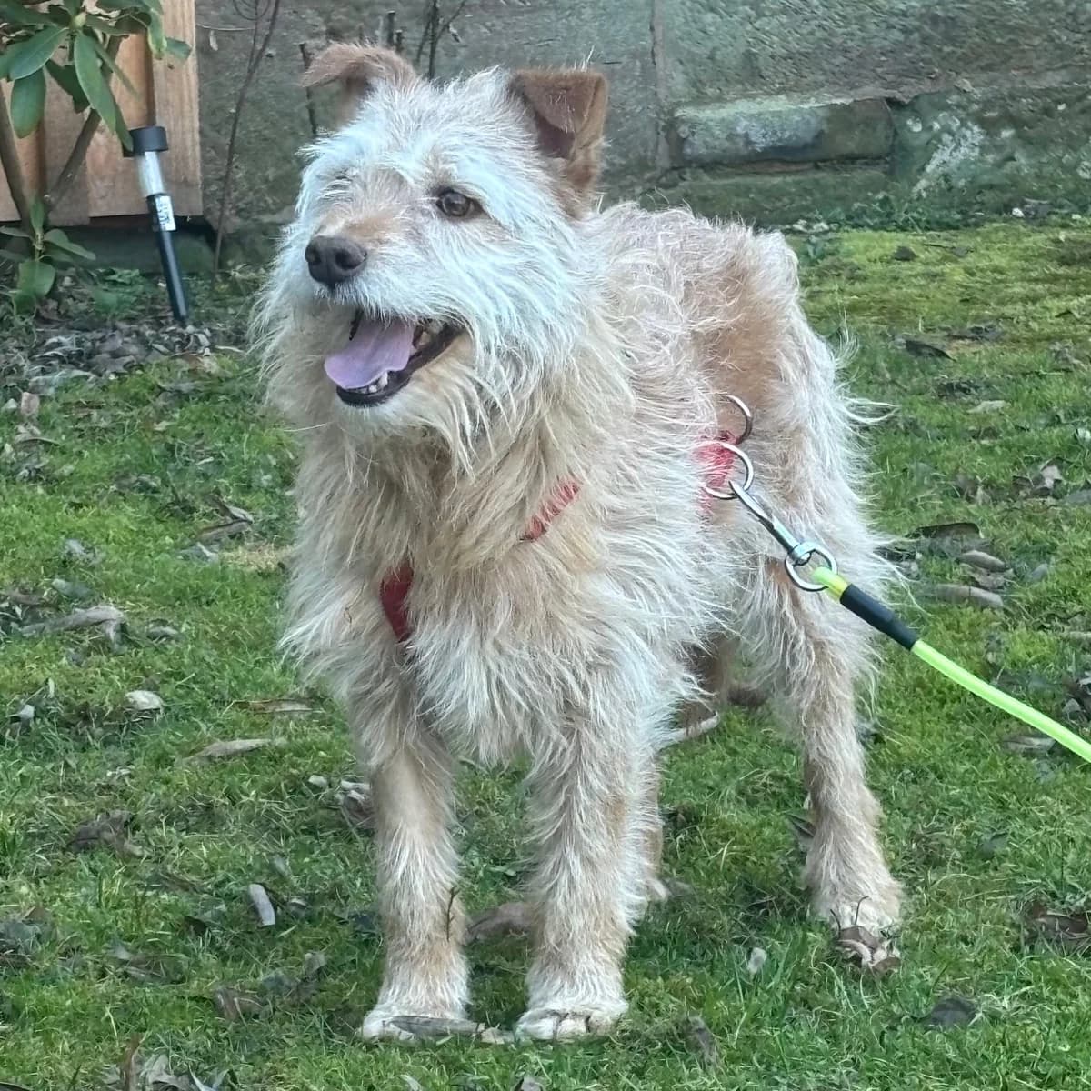 Teo -Pflegehund-, male Mixed Breed for adoption at Herz für Ungarnhunde e.V.