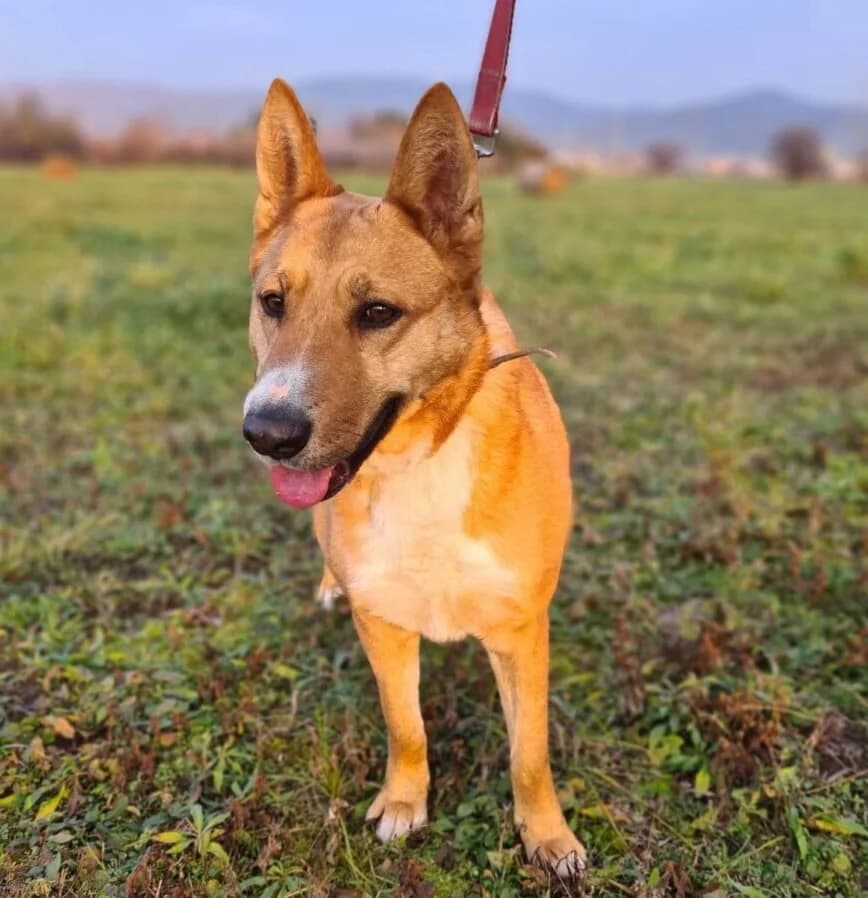 Ruta, female Mixed Breed for adoption at Herz für Ungarnhunde e.V.