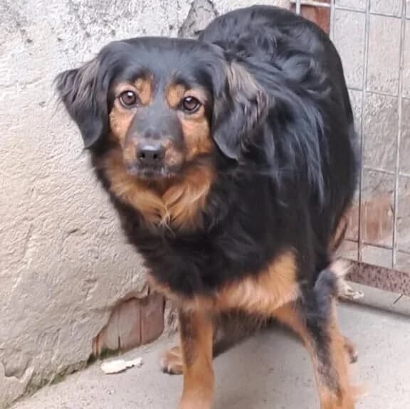 Enszi, female Mixed Breed for adoption at Herz für Ungarnhunde e.V.