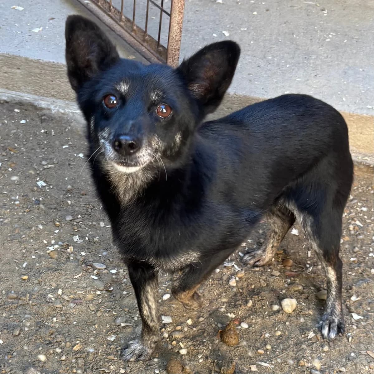 Cikta, female Mixed Breed for adoption at Herz für Ungarnhunde e.V.