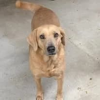 Garda, female Mixed Breed for adoption at Herz für Ungarnhunde e.V.