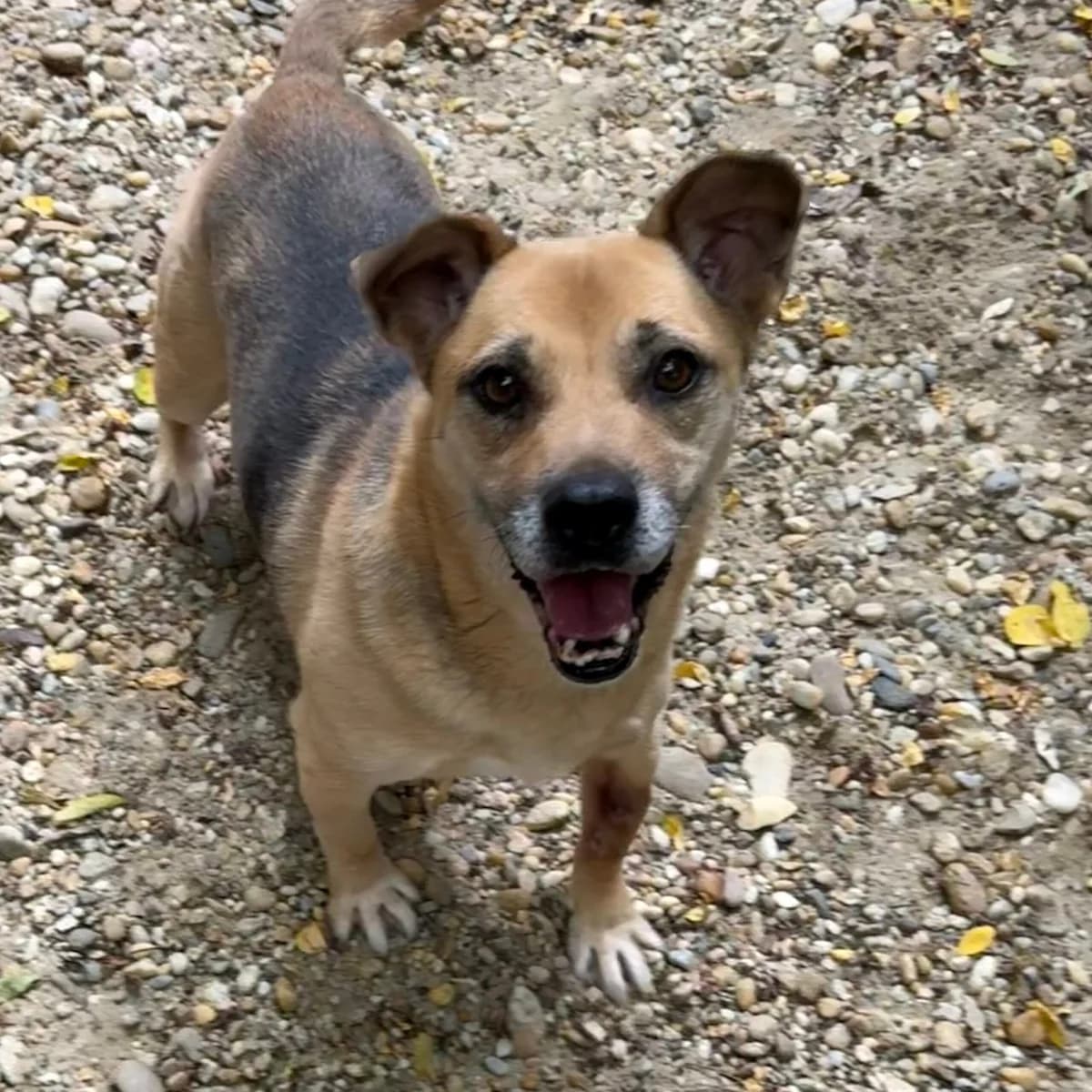 Fura, female Mixed Breed for adoption at Herz für Ungarnhunde e.V.
