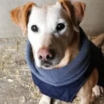 Forgoka, female Mixed Breed for adoption at Herz für Ungarnhunde e.V.