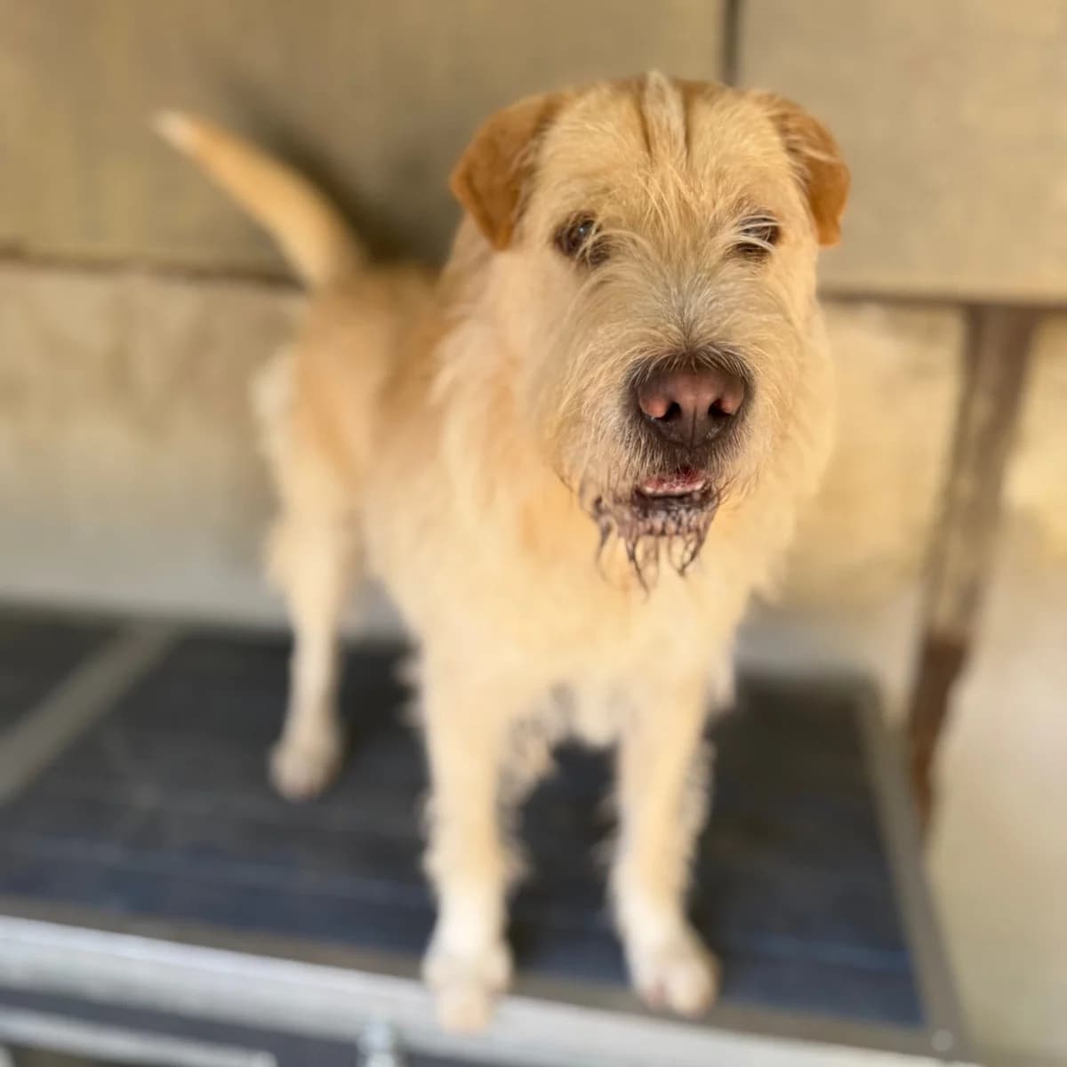 Preston, male Mixed Breed for adoption at Herz für Ungarnhunde e.V.