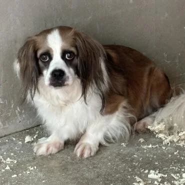 Valentino, male Mixed Breed for adoption at Herz für Ungarnhunde e.V.