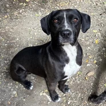 Nico, male Mixed Breed for adoption at Herz für Ungarnhunde e.V.