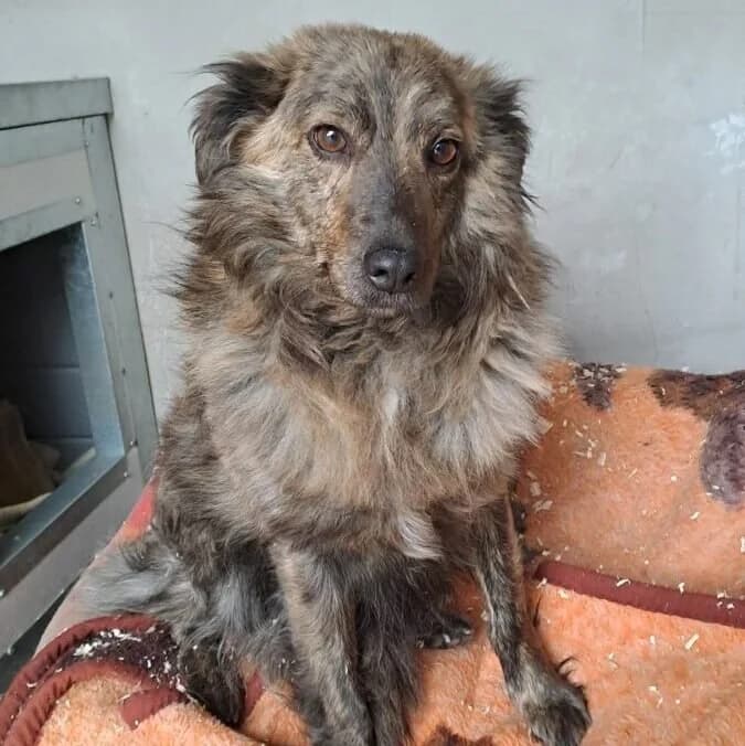 Boiko, male Mixed Breed for adoption at Herz für Ungarnhunde e.V.