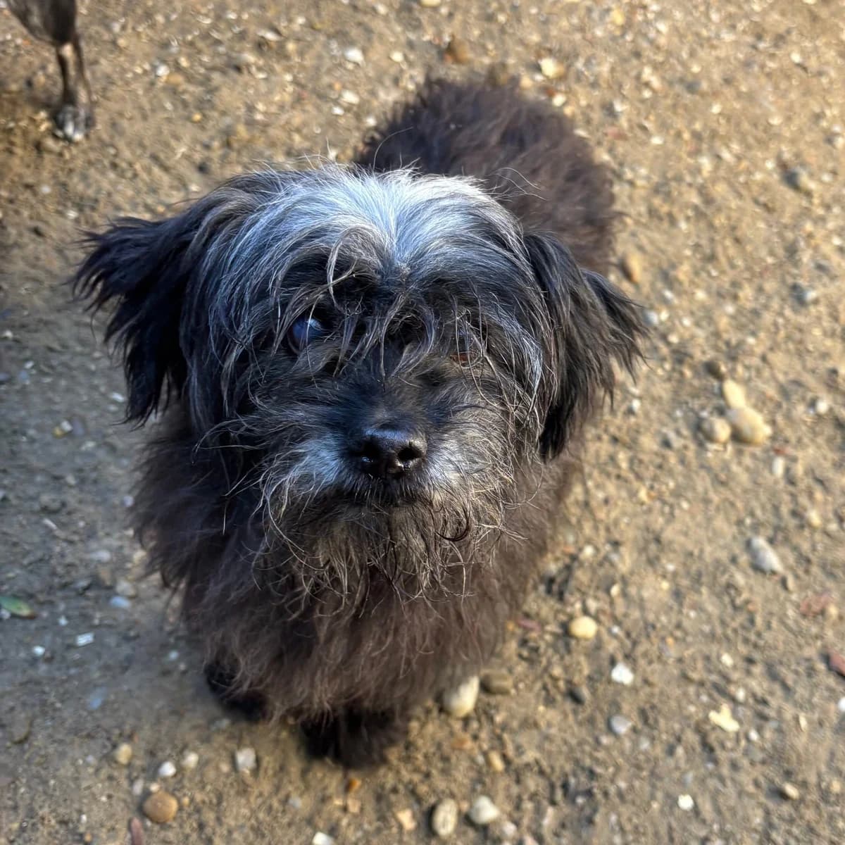 Lukrecio, male Mixed Breed for adoption at Herz für Ungarnhunde e.V.