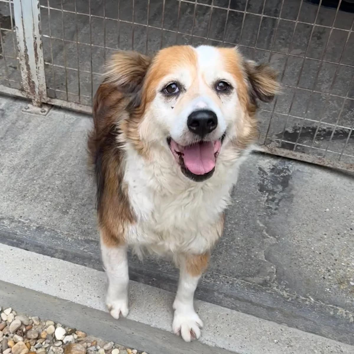 Maren, male Mixed Breed for adoption at Herz für Ungarnhunde e.V.