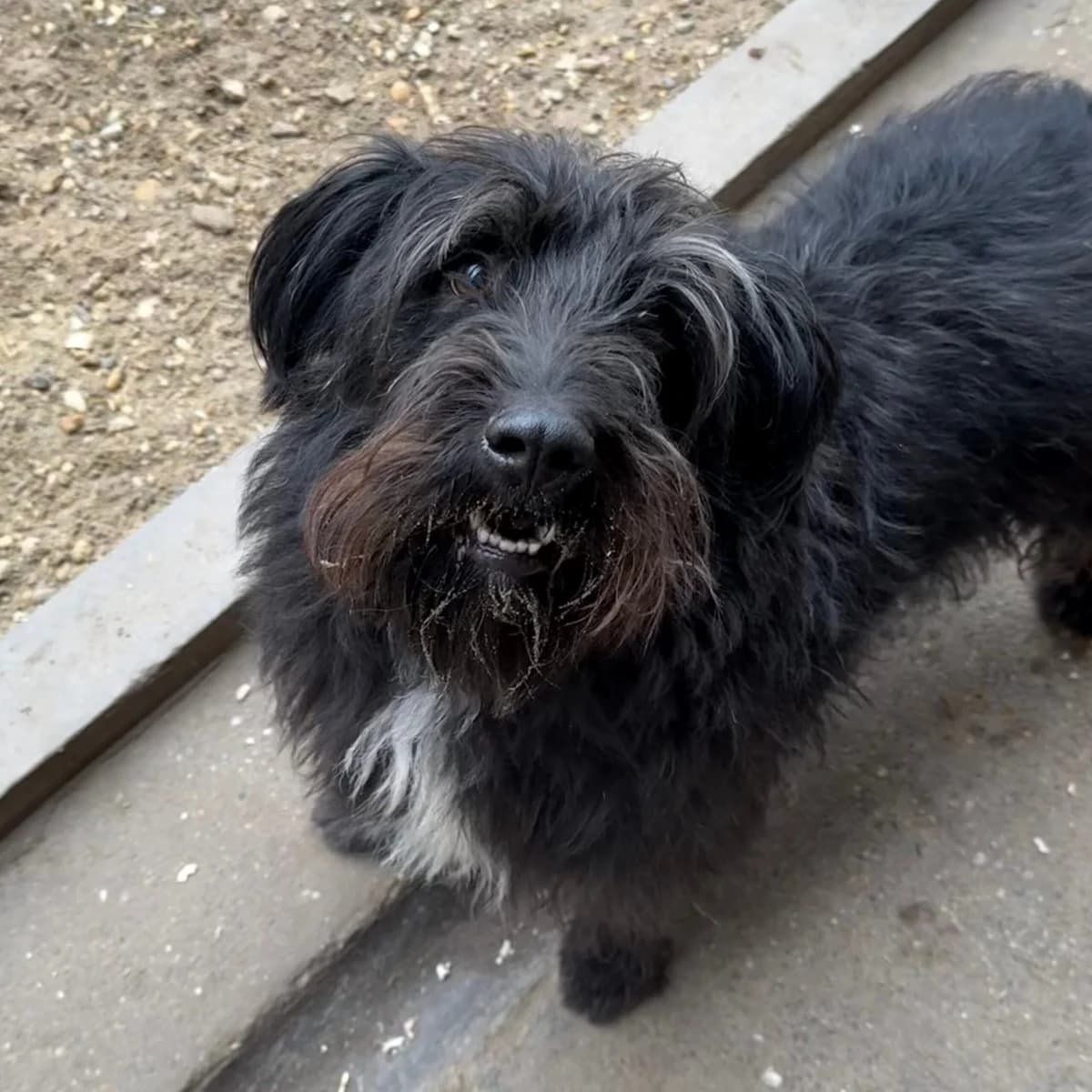 Morgo, male Mixed Breed for adoption at Herz für Ungarnhunde e.V.