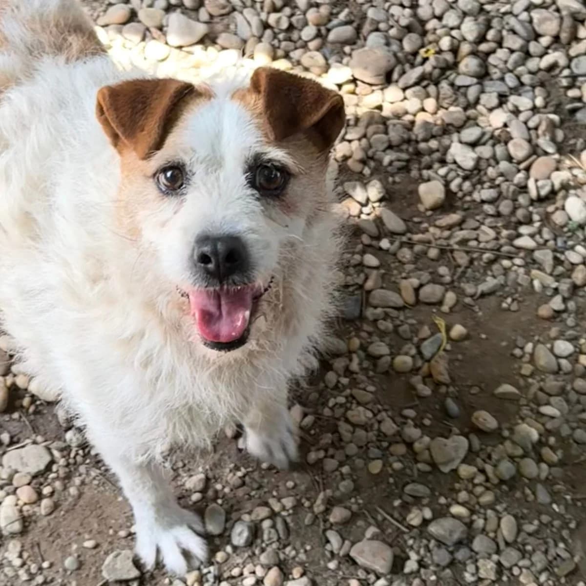 Zsani, female Mixed Breed for adoption at Herz für Ungarnhunde e.V.