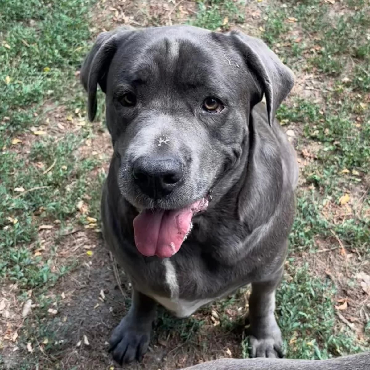 Aida, female Cane Corso for adoption at Herz für Ungarnhunde e.V., Nörten-Hardenberg