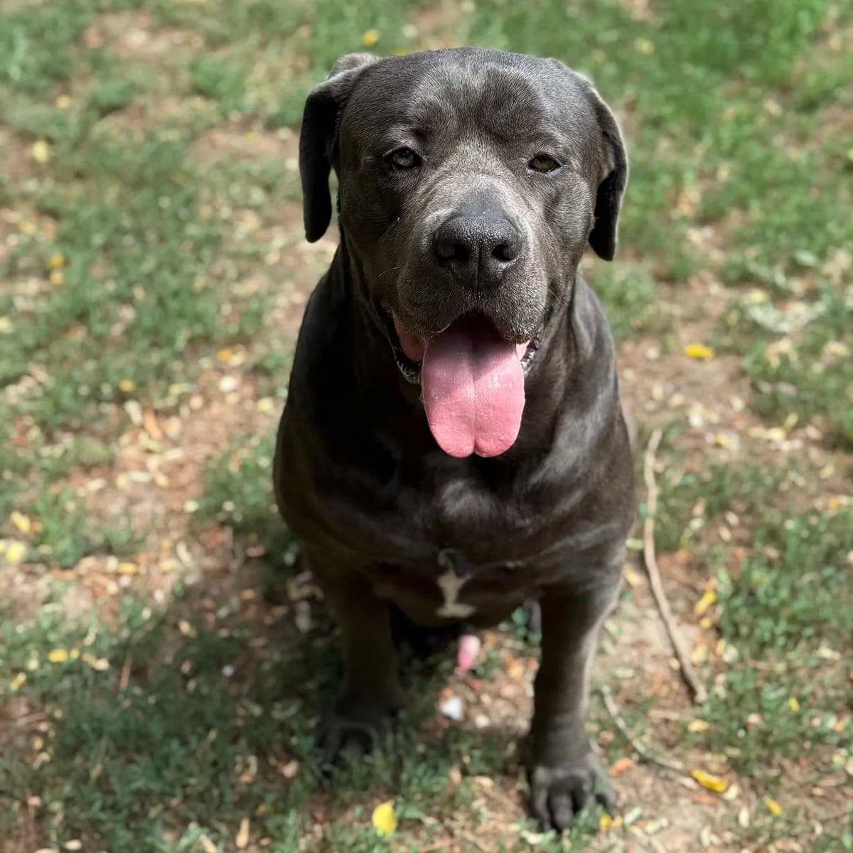 Barell, male Cane Corso for adoption at Herz für Ungarnhunde e.V.