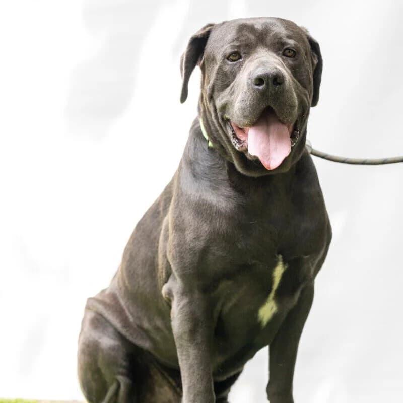 Barell, male Cane Corso for adoption at Herz für Ungarnhunde e.V., Nörten-Hardenberg