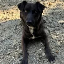 Berill, female Mixed Breed for adoption at Herz für Ungarnhunde e.V.