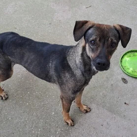 Jad, male Mixed Breed for adoption at Herz für Ungarnhunde e.V.