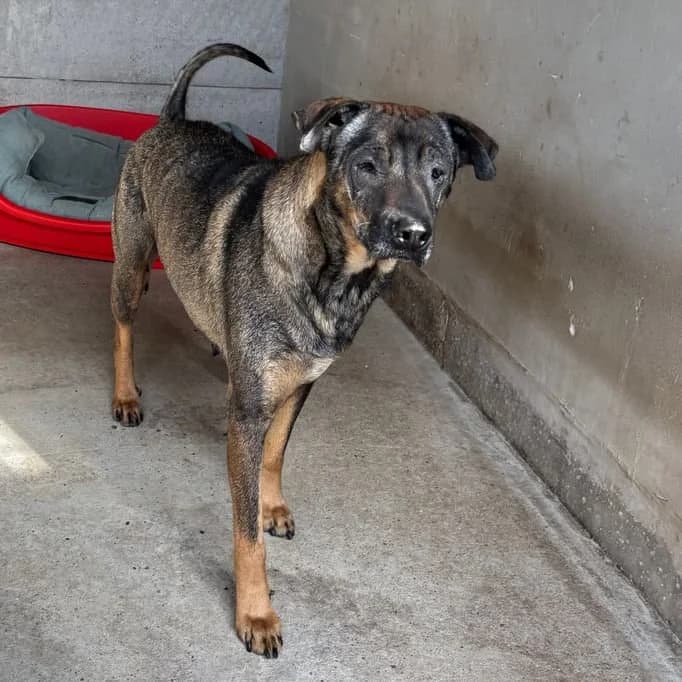 Hikar, female Mixed Breed for adoption at Herz für Ungarnhunde e.V.