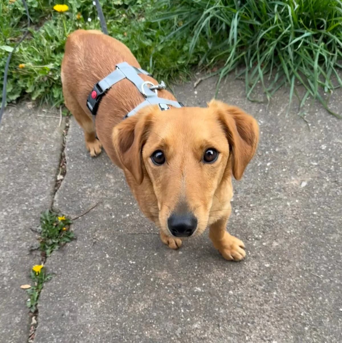 Neon -Pflegehund-, male Dachshund for adoption at Herz für Ungarnhunde e.V.