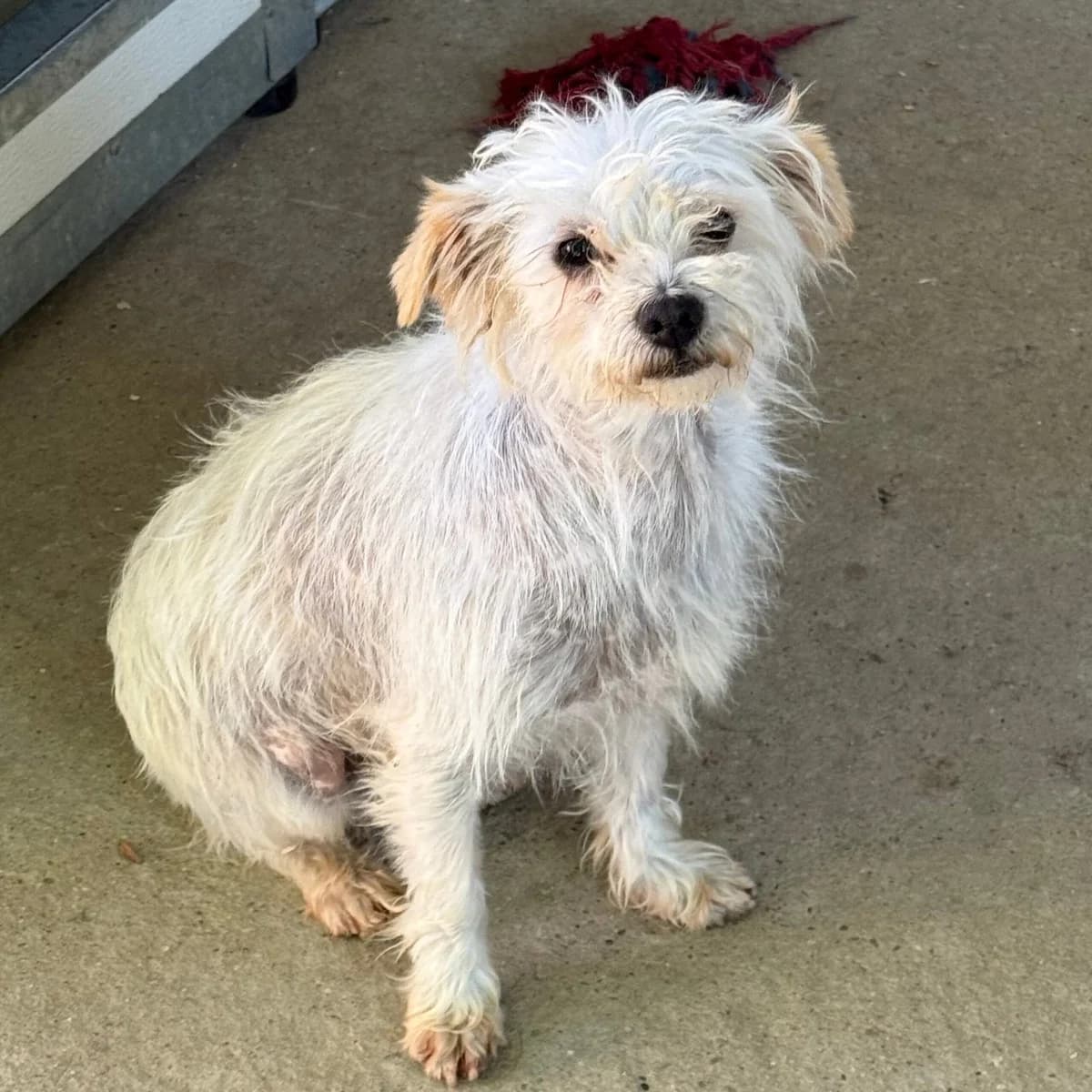 Tofu, male Chinese Crested for adoption at Herz für Ungarnhunde e.V.