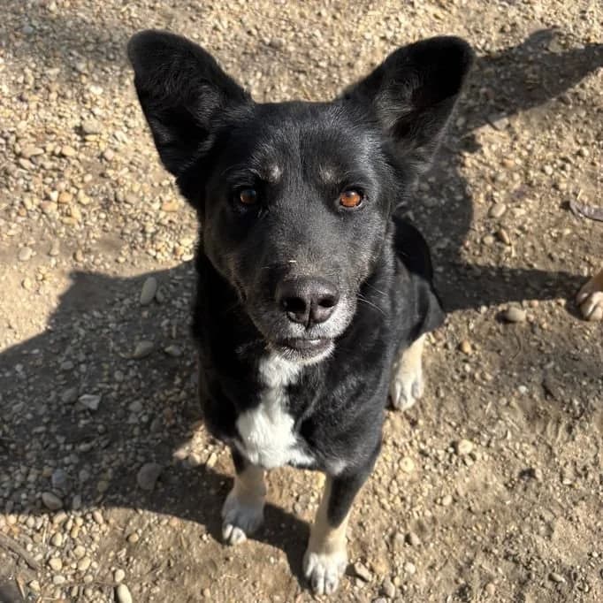 Marion, female German Shepherd for adoption at Herz für Ungarnhunde e.V., Nörten-Hardenberg