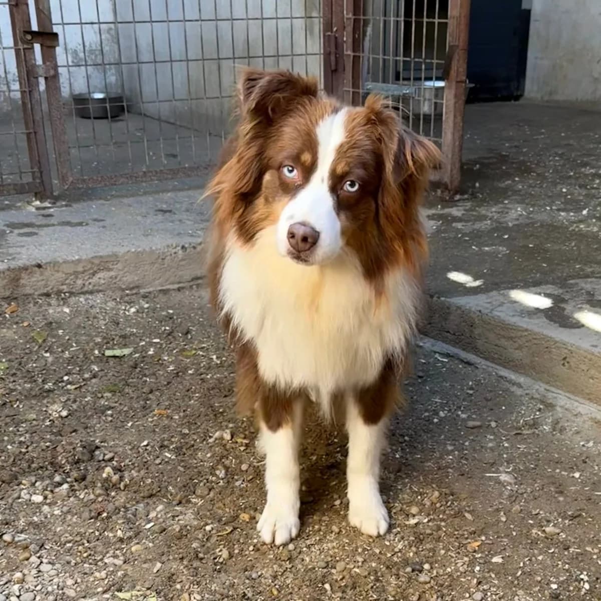 Ned, male mixed breed for adoption at Herz für Ungarnhunde e.V., Nörten-Hardenberg