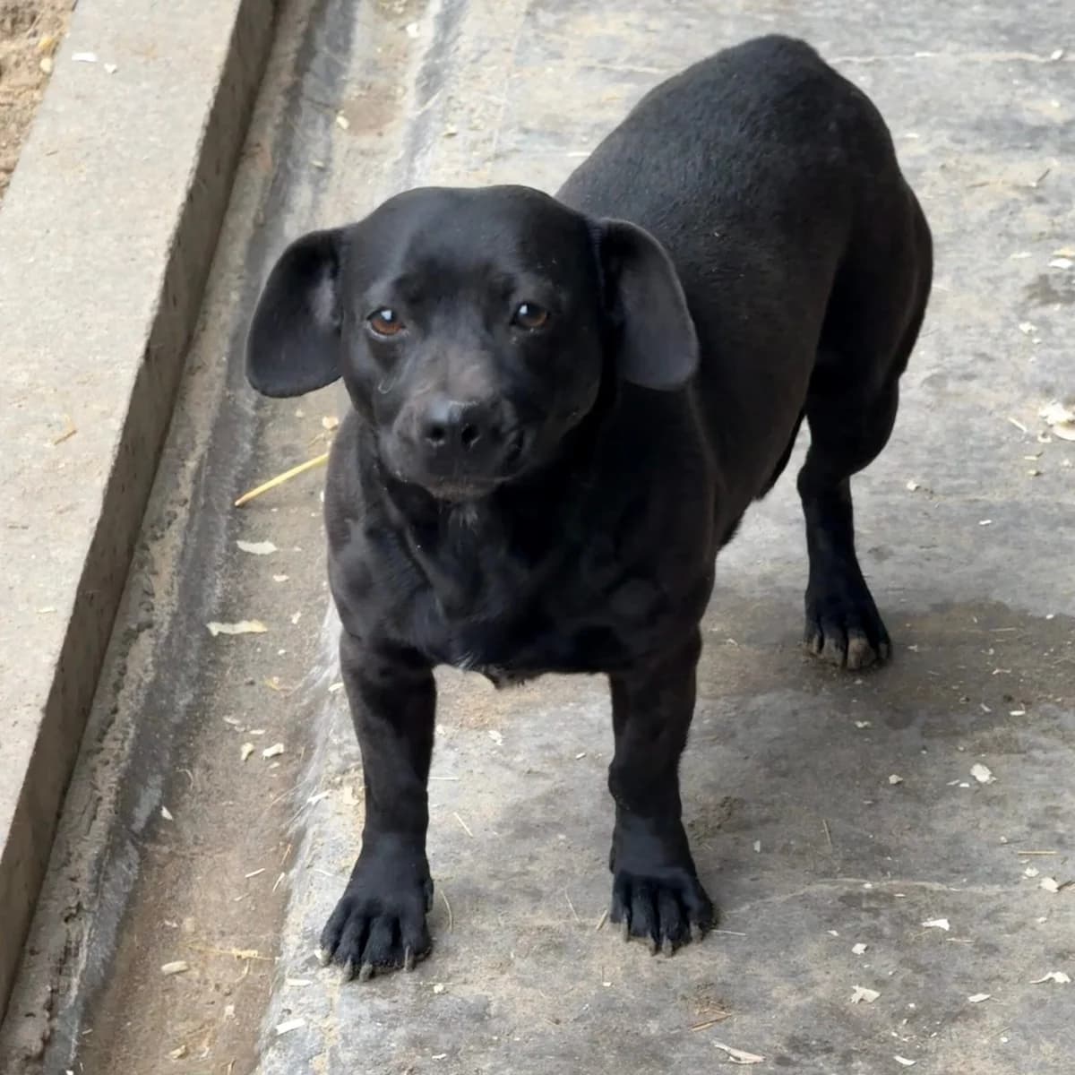 Pipsy, female Dachshund for adoption at Herz für Ungarnhunde e.V.
