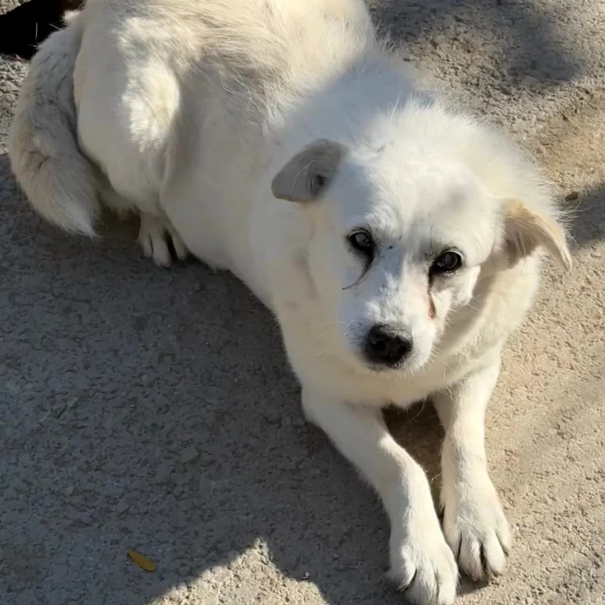 Barka, female Mixed Breed for adoption at Herz für Ungarnhunde e.V., Nörten-Hardenberg