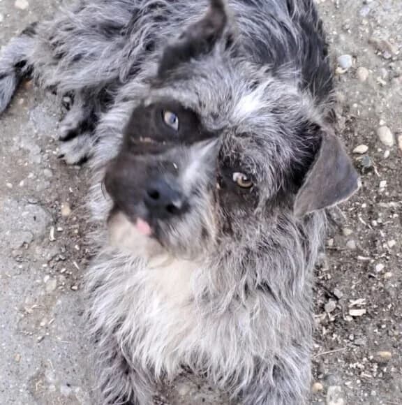 Roxanne, female Mixed Breed for adoption at Herz für Ungarnhunde e.V., Nörten-Hardenberg