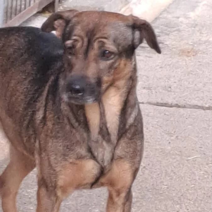 Benna, female Mixed Breed for adoption at Herz für Ungarnhunde e.V., Nörten-Hardenberg