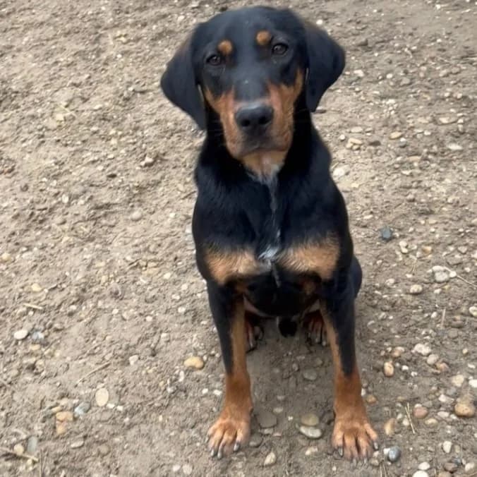 Yaro, male Mixed Breed for adoption at Herz für Ungarnhunde e.V., Nörten-Hardenberg