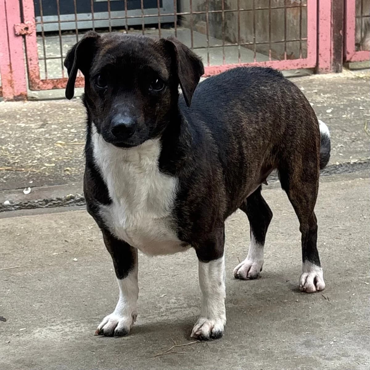Eline, female Mixed Breed for adoption at Herz für Ungarnhunde e.V., Nörten-Hardenberg