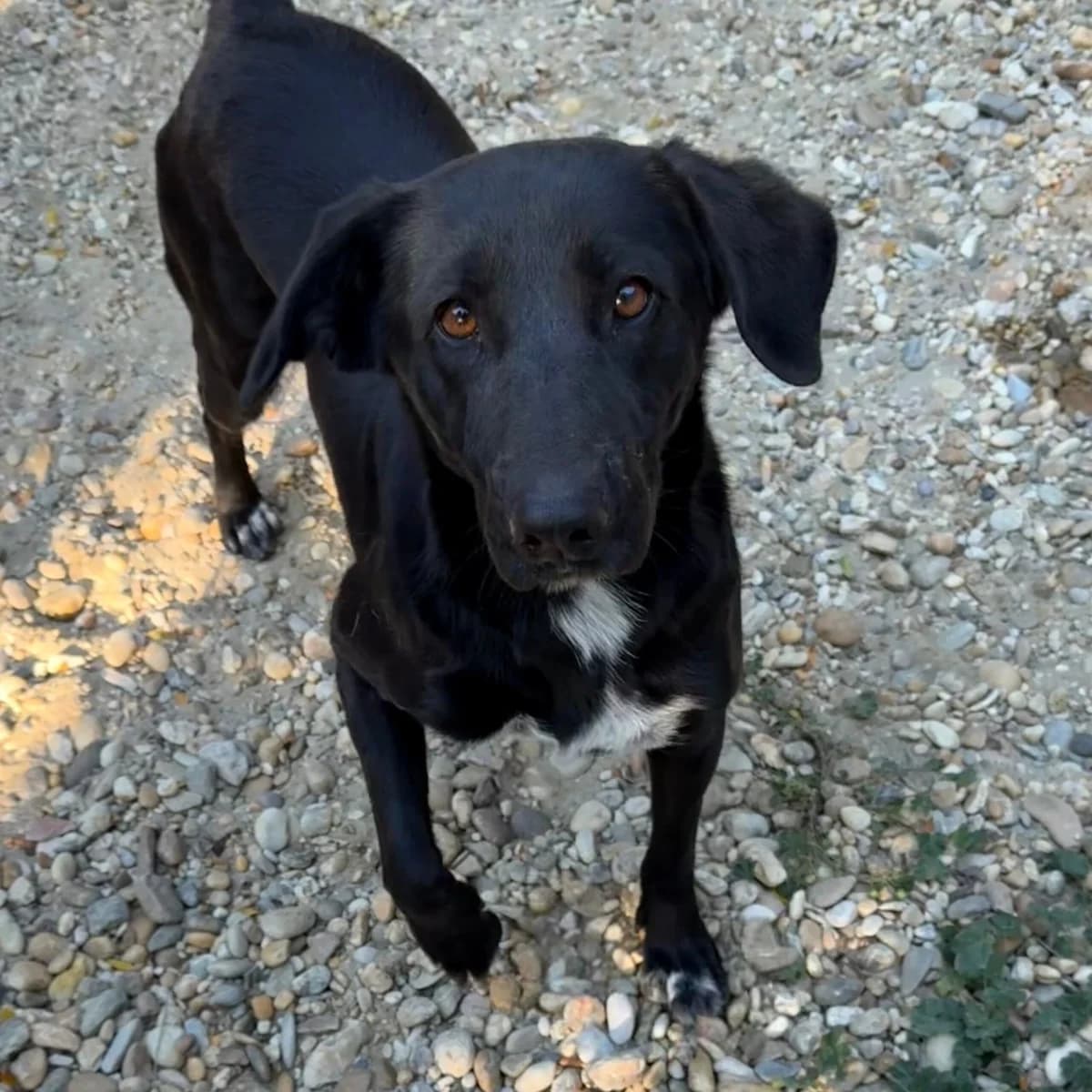 Fatime, male Mixed Breed for adoption at Herz für Ungarnhunde e.V., Nörten-Hardenberg