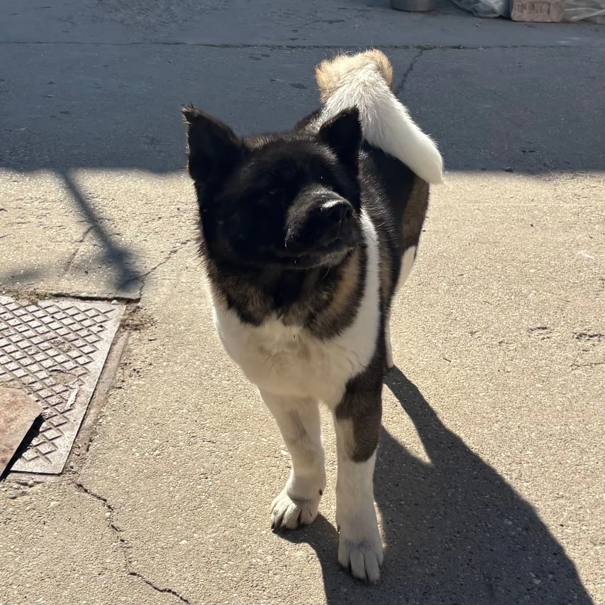 Kyra, female Akita for adoption at Herz für Ungarnhunde e.V.
