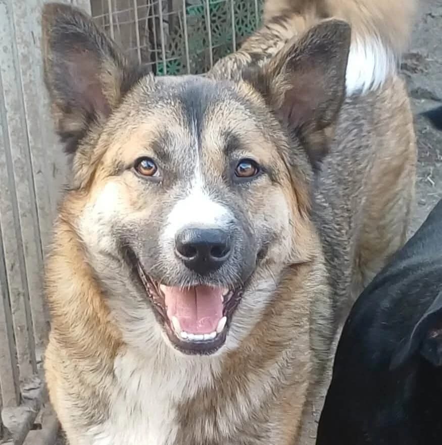 Erin, female German Shepherd for adoption at Herz für Ungarnhunde e.V., Nörten-Hardenberg