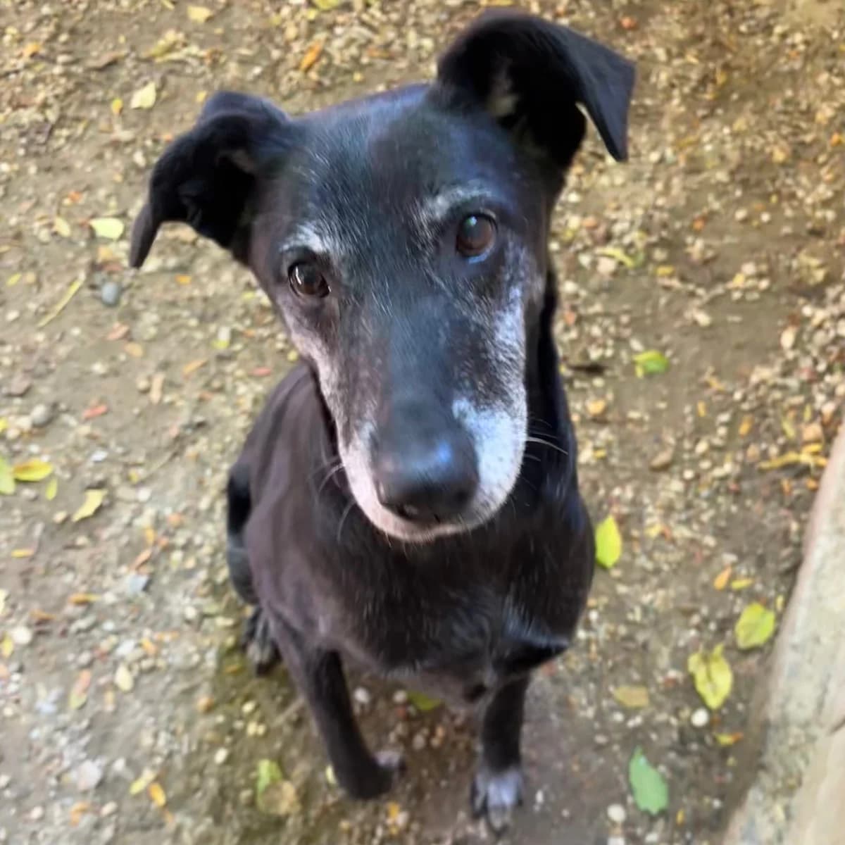 Missy, female Mixed Breed for adoption at Herz für Ungarnhunde e.V., Nörten-Hardenberg
