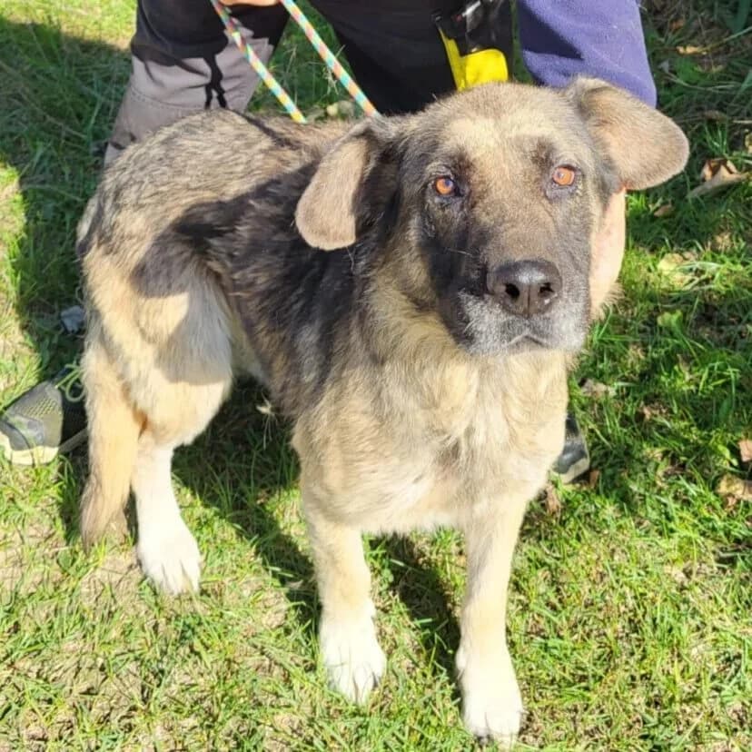 Mertin, male Mixed Breed for adoption at Herz für Ungarnhunde e.V., Nörten-Hardenberg